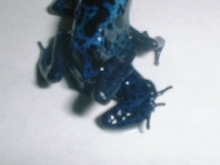 SIX LEGGED D.azureus