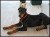 Dutchess