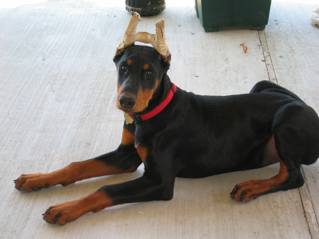 Dutchess