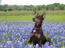 Bluebonnets