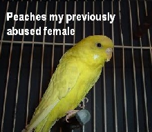 Peaches