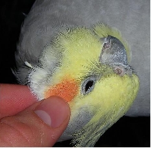 Buddy