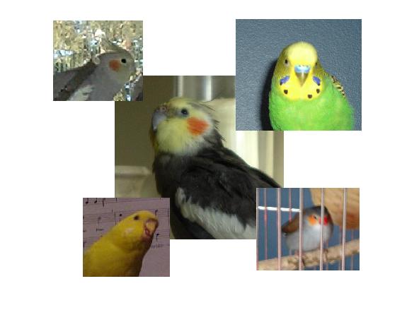 My fids