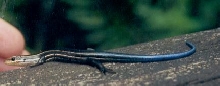 Gator Land Florida FLS