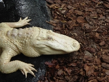 Albino Alligator(St.Augustine, Florida Alligator farm)