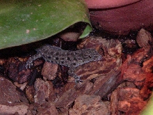 Female Gonatode