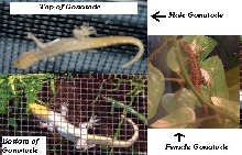 What species of gonatode?