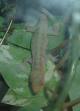 Male Gonatode