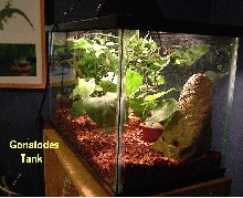 Gecko Tank