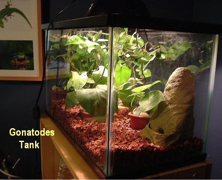 Gecko Tank