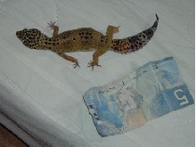 Size Comparison