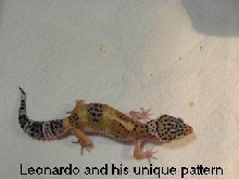 Leonardo the leopard gecko!