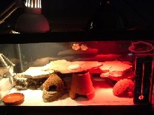 Leo tank