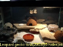 Leo tank