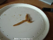 MMM crunchy mealworms