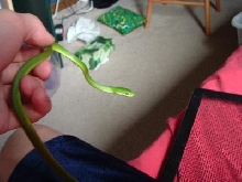 RoughGreenSnake