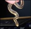 My garter