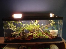 Rough Green Snake tank