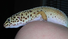 Leonardo the leopard gecko