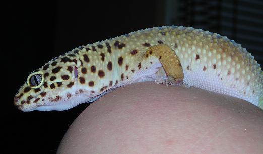 Leonardo the leopard gecko