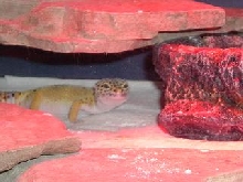 Leonard looking cute!