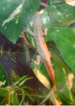 My male gonatode; At night