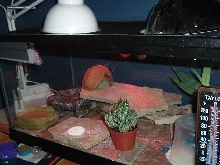 Leonardo's tank