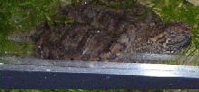 My snapping turt