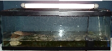 baby snapping turtles tank