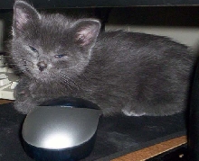 She Caught the Mouse!