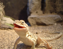 Say "CHEESE"