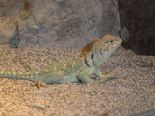 Osiris "official" male C Collaris