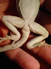 IS IT A BOY?