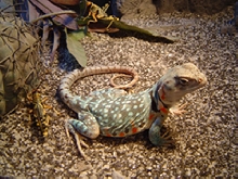 My wee gravid girl