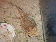 beardie