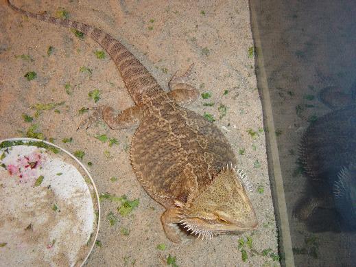 beardie