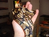 ball python
