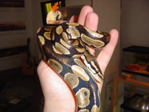 ball python