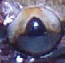 Red Blood Eye