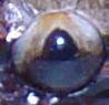 Red Blood Eye