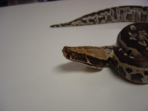 Black female head shot