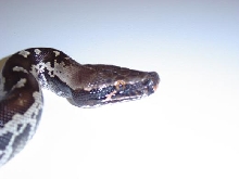 Black head shot