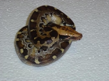 Female borneo
