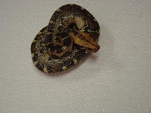 Female borneo2