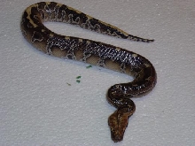 Male Borneo