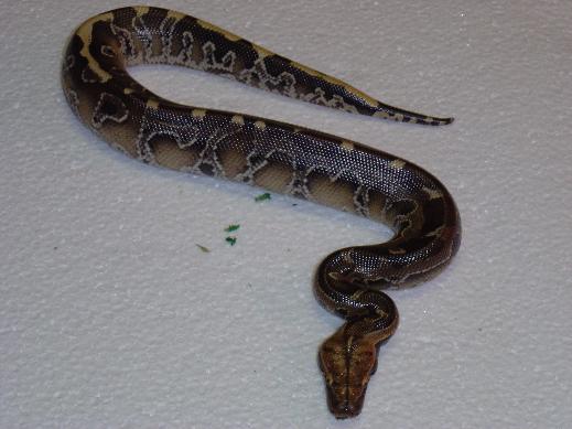 Male Borneo