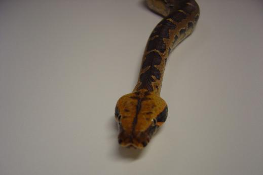 Borneo Head Shot