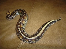 Male Marble