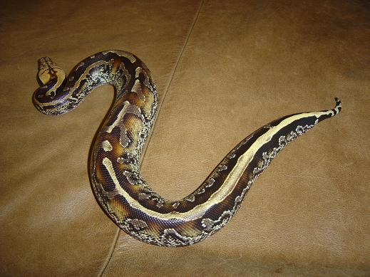 Male Marble