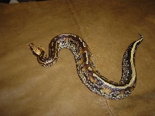 Marble Male2